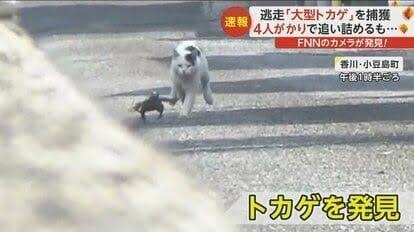 ネコの餌でイノシシ捕獲　飼い主のいないネコにまいた餌の味を覚え連日　街に出没か　静岡・下田市