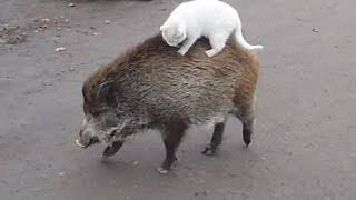 ネコの餌でイノシシ捕獲　飼い主のいないネコにまいた餌の味を覚え連日　街に出没か　静岡・下田市