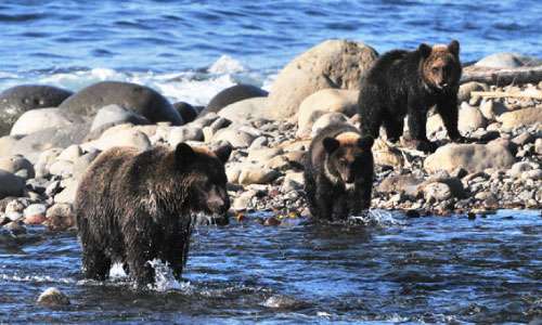 クマの九州上陸はあるのか　山口で生息域拡大　関門海峡泳げる?