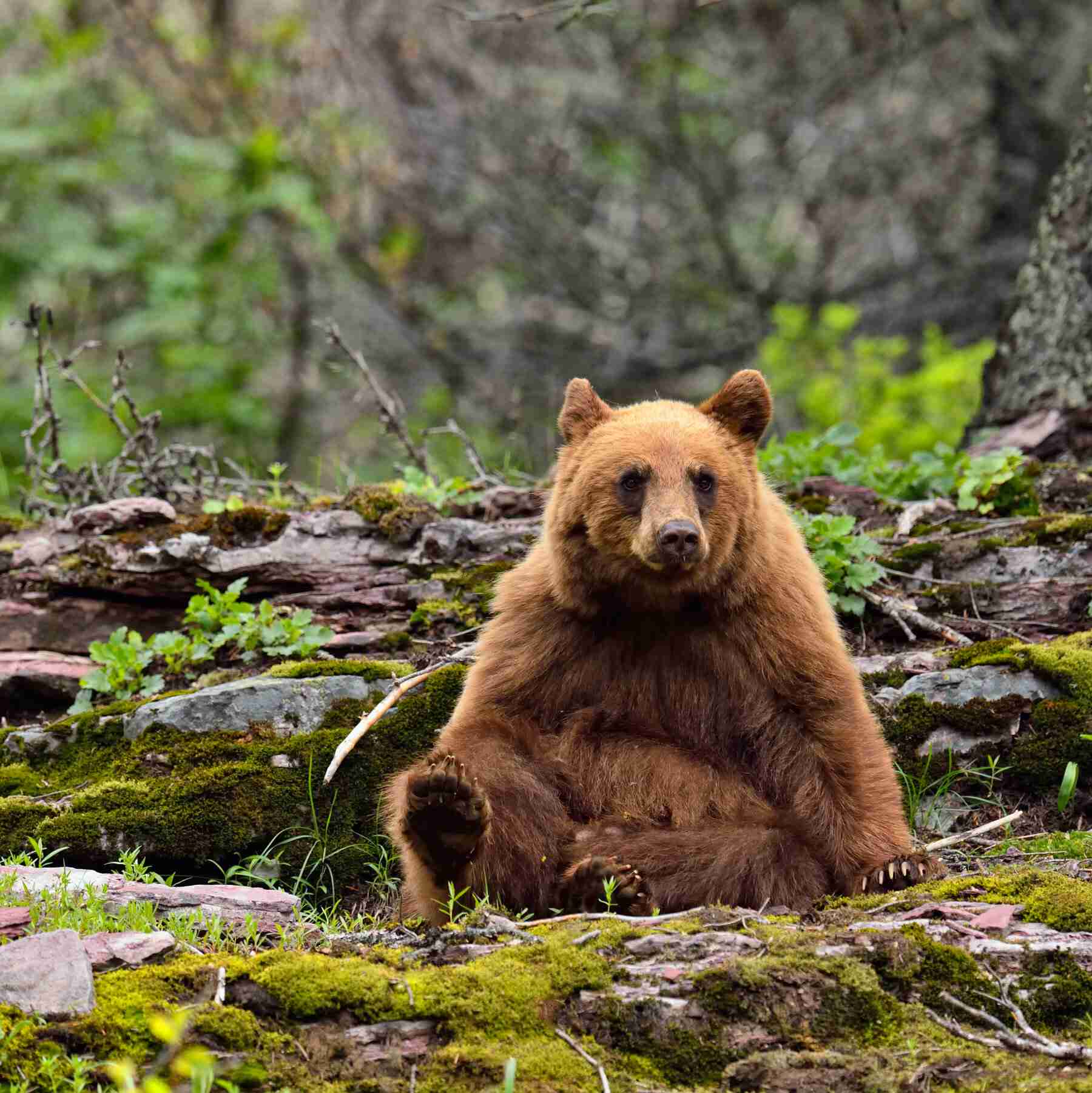 クマを「指定管理鳥獣」に　国に緊急要望　過去最多のクマによる人身被害受け　秋田県
