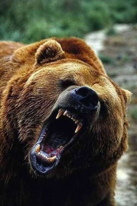 クマを「指定管理鳥獣」に　国に緊急要望　過去最多のクマによる人身被害受け　秋田県