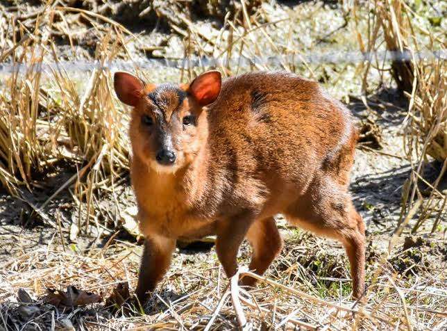 〈千葉・キョン大発生〉「ギャー!」と夜中に不気味な鳴き声で吠え続け、住民は「私らが出てけと言われてるみたい」…捕獲すると「ヒィ〜、ヒィ〜!」と悲痛な声でハンターの心をえぐる謎多き生物