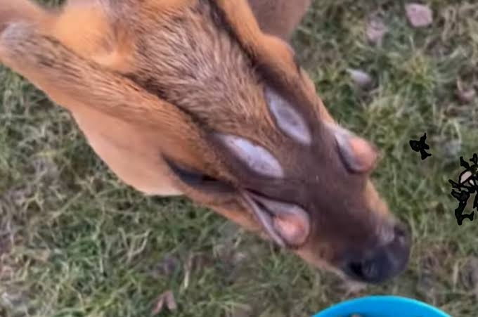 〈千葉・キョン大発生〉「ギャー!」と夜中に不気味な鳴き声で吠え続け、住民は「私らが出てけと言われてるみたい」…捕獲すると「ヒィ〜、ヒィ〜!」と悲痛な声でハンターの心をえぐる謎多き生物