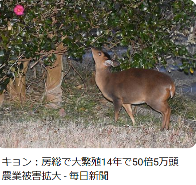 〈千葉・キョン大発生〉「ギャー!」と夜中に不気味な鳴き声で吠え続け、住民は「私らが出てけと言われてるみたい」…捕獲すると「ヒィ〜、ヒィ〜!」と悲痛な声でハンターの心をえぐる謎多き生物