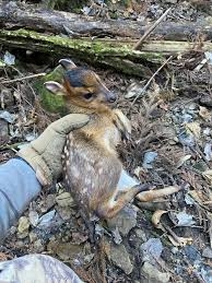 〈千葉・キョン大発生〉「ギャー!」と夜中に不気味な鳴き声で吠え続け、住民は「私らが出てけと言われてるみたい」…捕獲すると「ヒィ〜、ヒィ〜!」と悲痛な声でハンターの心をえぐる謎多き生物