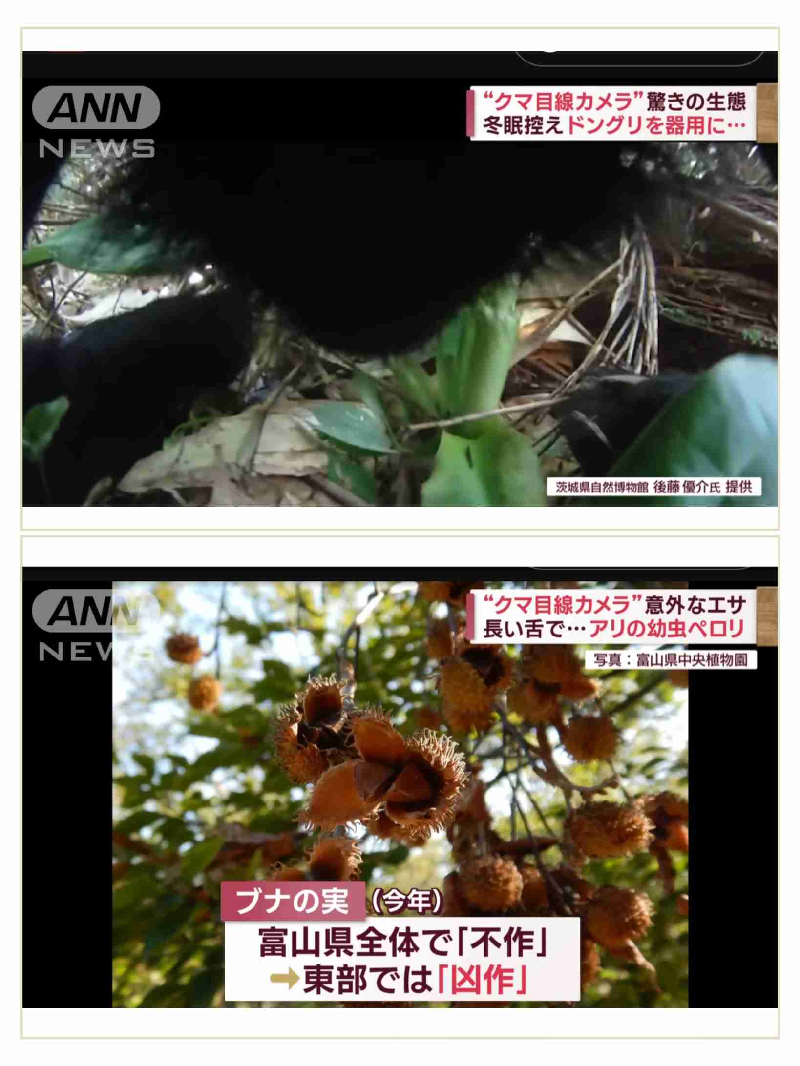 〈千葉・キョン大発生〉「ギャー!」と夜中に不気味な鳴き声で吠え続け、住民は「私らが出てけと言われてるみたい」…捕獲すると「ヒィ〜、ヒィ〜!」と悲痛な声でハンターの心をえぐる謎多き生物