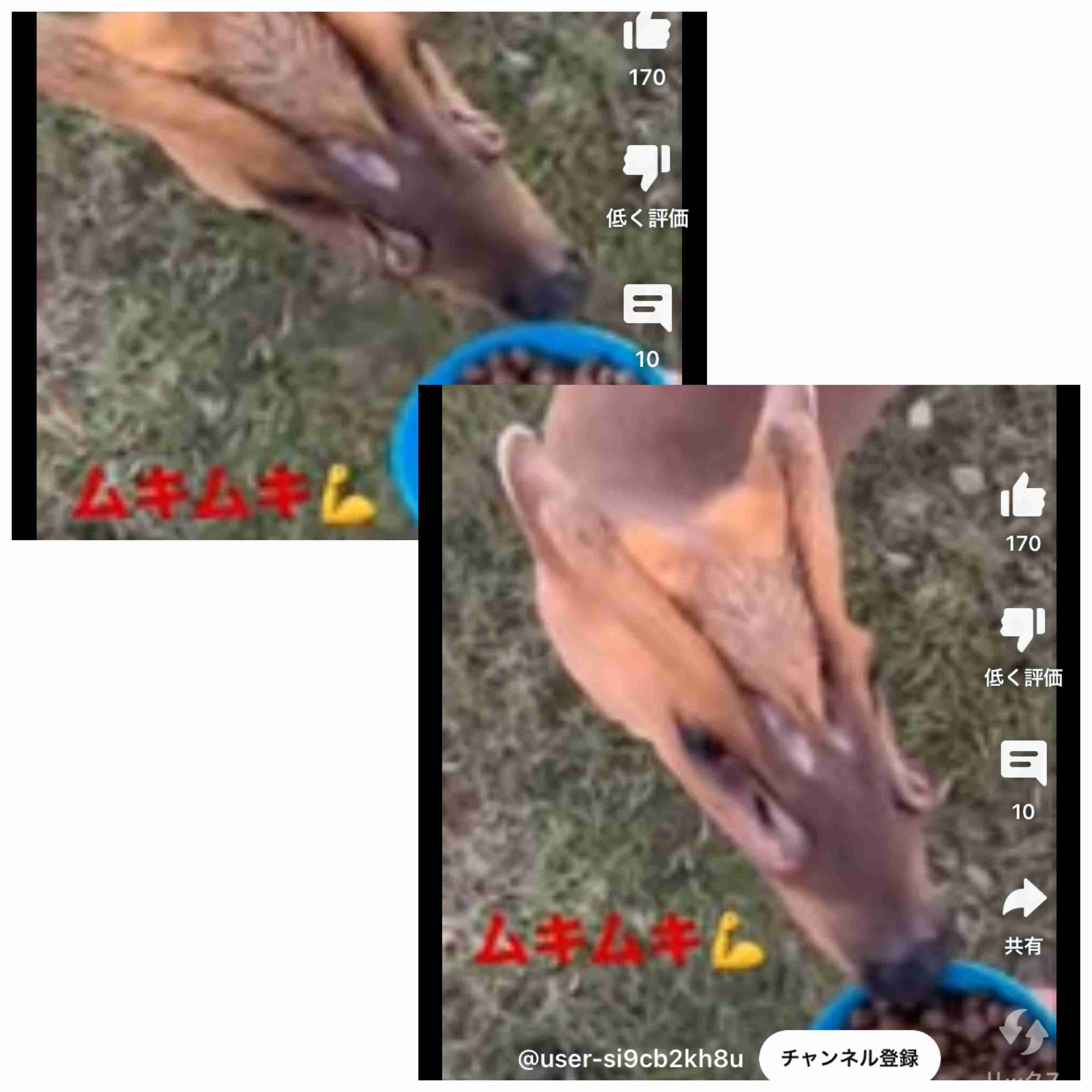 〈千葉・キョン大発生〉「ギャー!」と夜中に不気味な鳴き声で吠え続け、住民は「私らが出てけと言われてるみたい」…捕獲すると「ヒィ〜、ヒィ〜!」と悲痛な声でハンターの心をえぐる謎多き生物