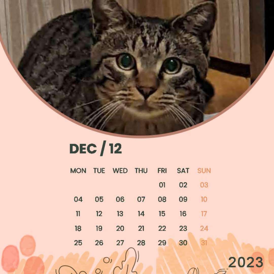 がるちゃん猫カフェ93号店開店しました♫(初めての方も大歓迎♫)