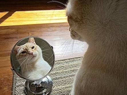 がるちゃん猫カフェ93号店開店しました♫(初めての方も大歓迎♫)