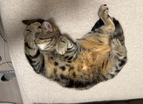 がるちゃん猫カフェ93号店開店しました♫(初めての方も大歓迎♫)