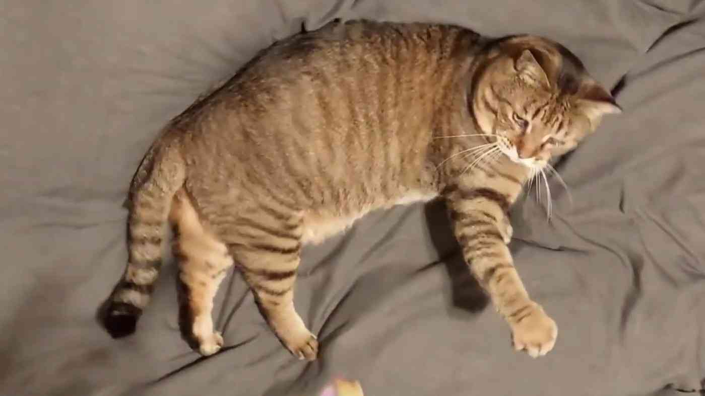 がるちゃん猫カフェ93号店開店しました♫(初めての方も大歓迎♫)