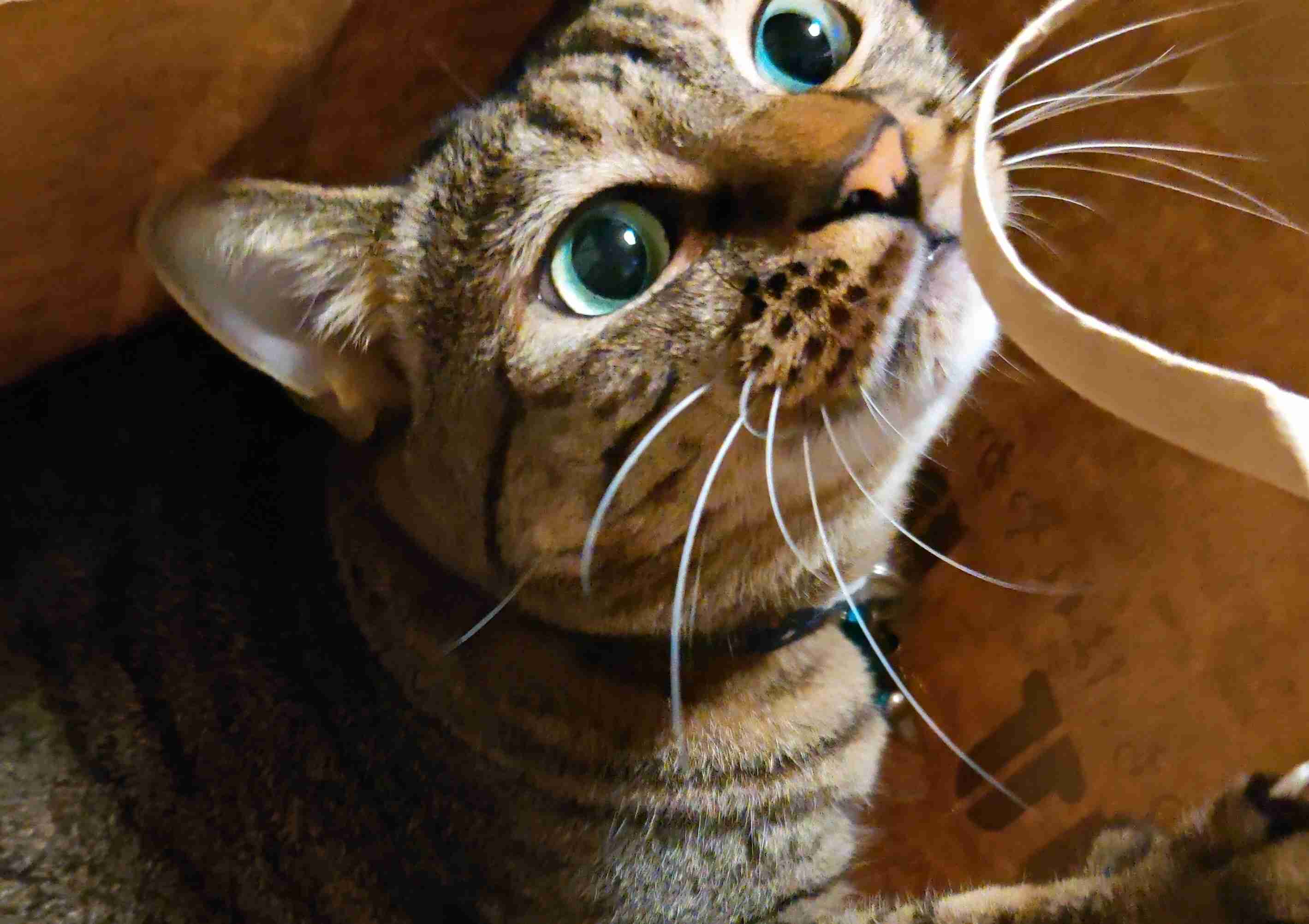 がるちゃん猫カフェ93号店開店しました♫(初めての方も大歓迎♫)