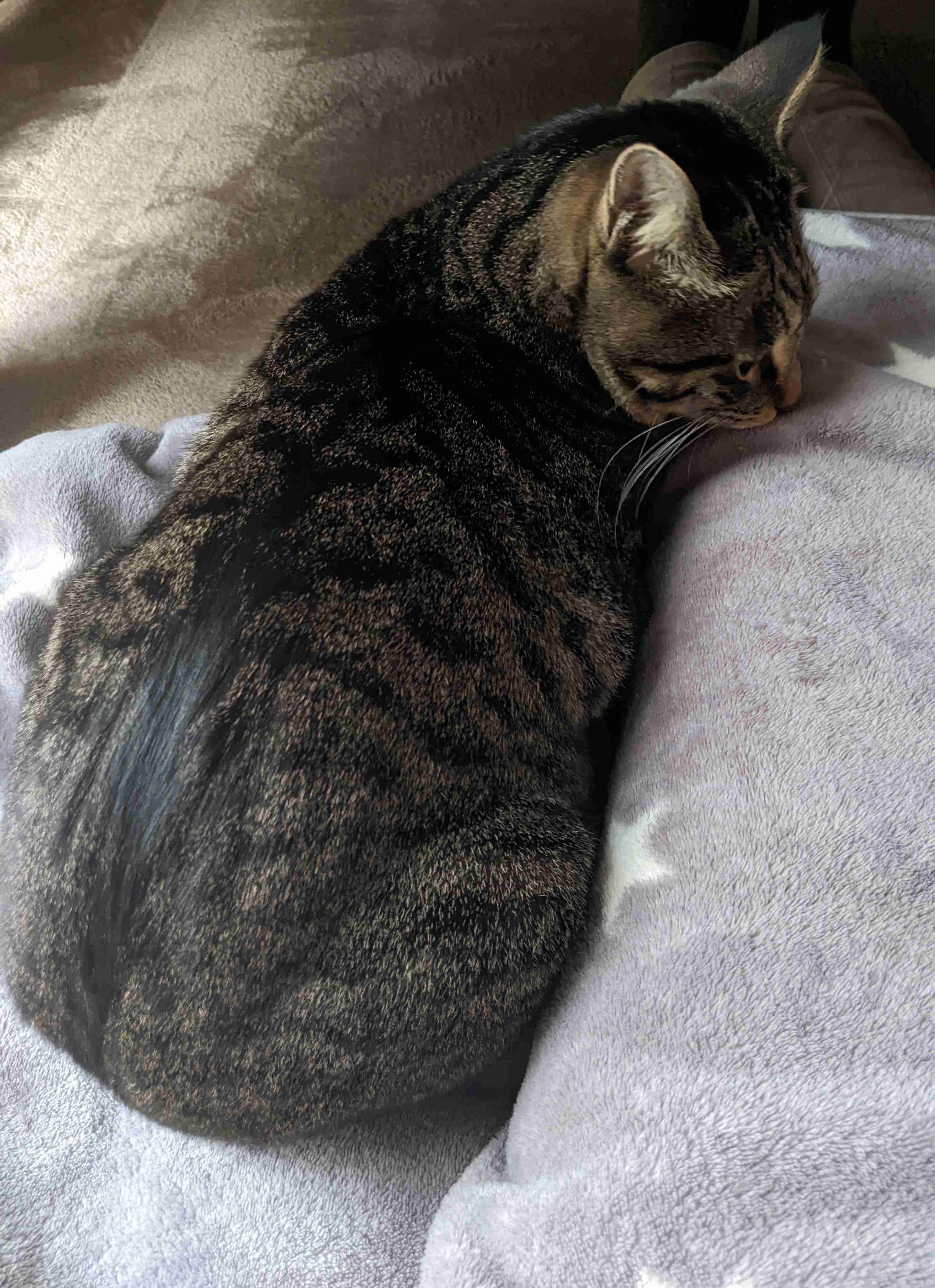 がるちゃん猫カフェ93号店開店しました♫(初めての方も大歓迎♫)