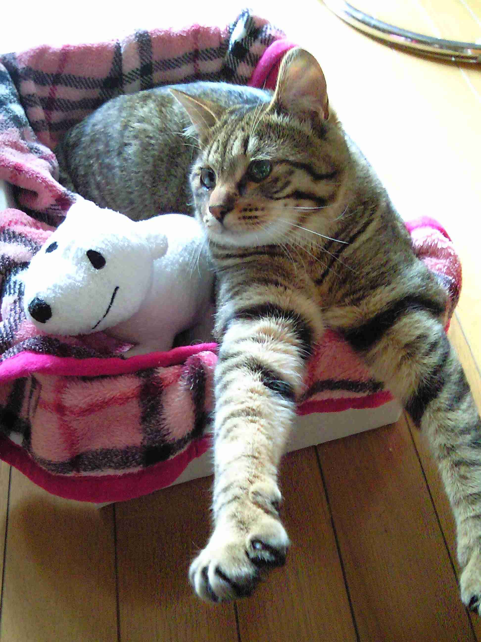 がるちゃん猫カフェ93号店開店しました♫(初めての方も大歓迎♫)