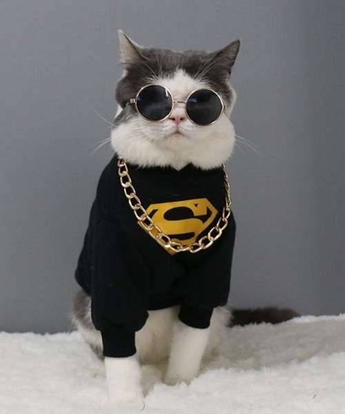 がるちゃん猫カフェ93号店開店しました♫(初めての方も大歓迎♫)