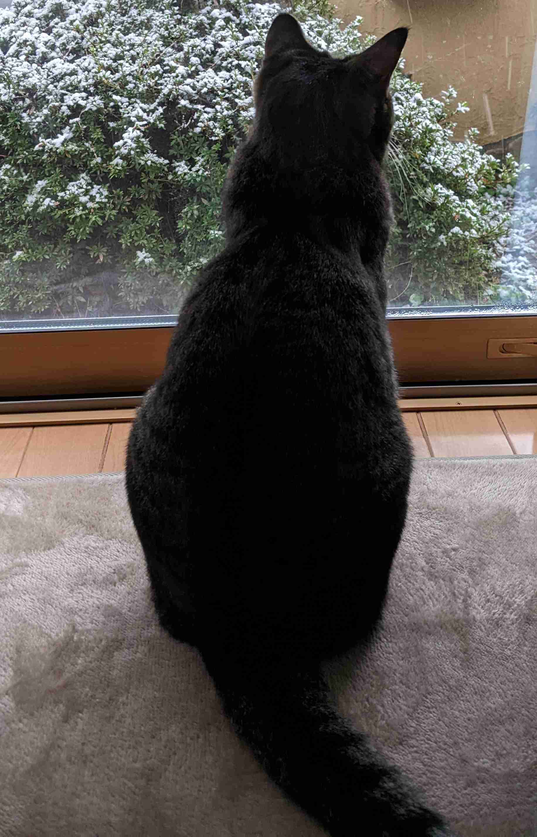 がるちゃん猫カフェ93号店開店しました♫(初めての方も大歓迎♫)