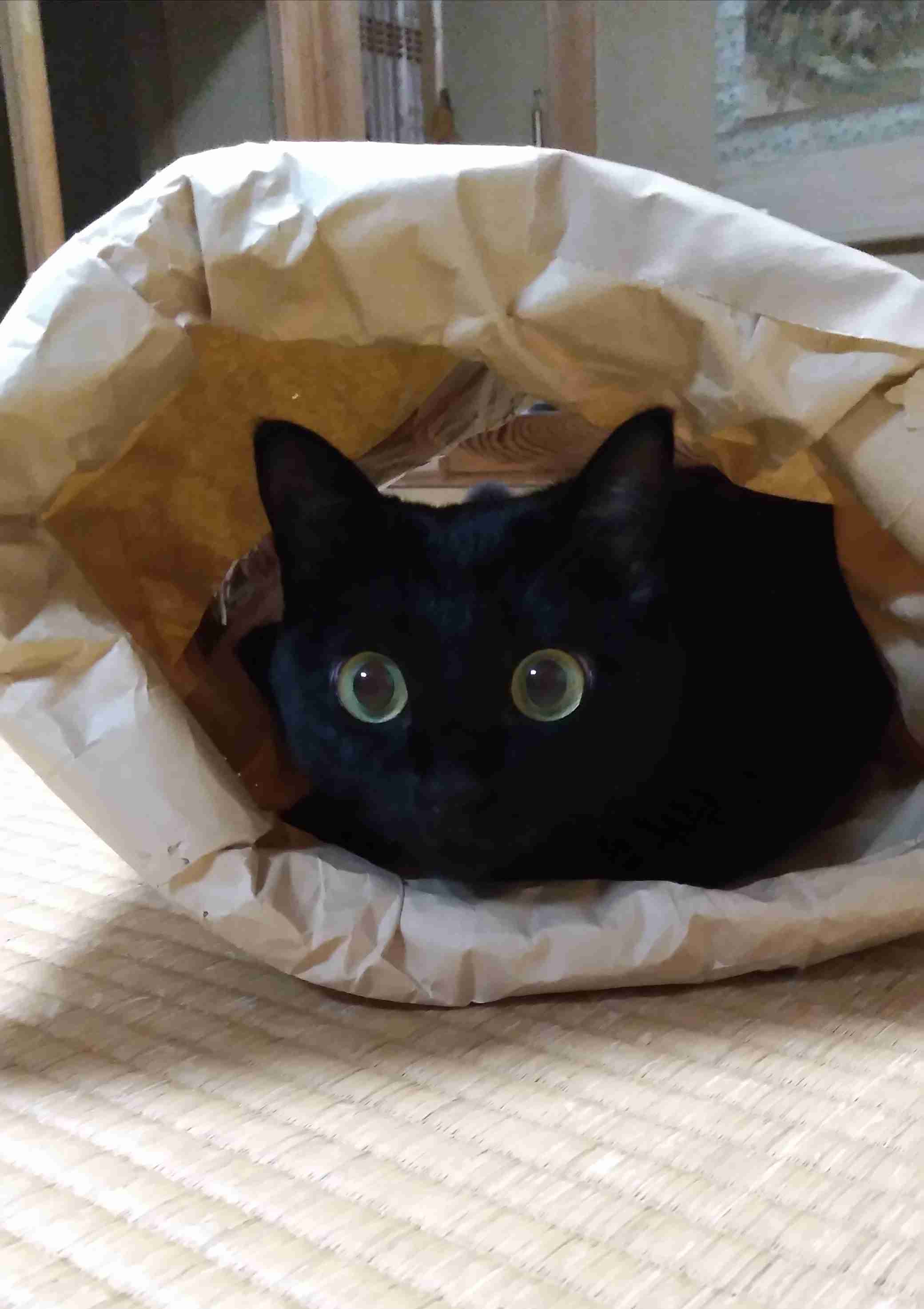 がるちゃん猫カフェ93号店開店しました♫(初めての方も大歓迎♫)