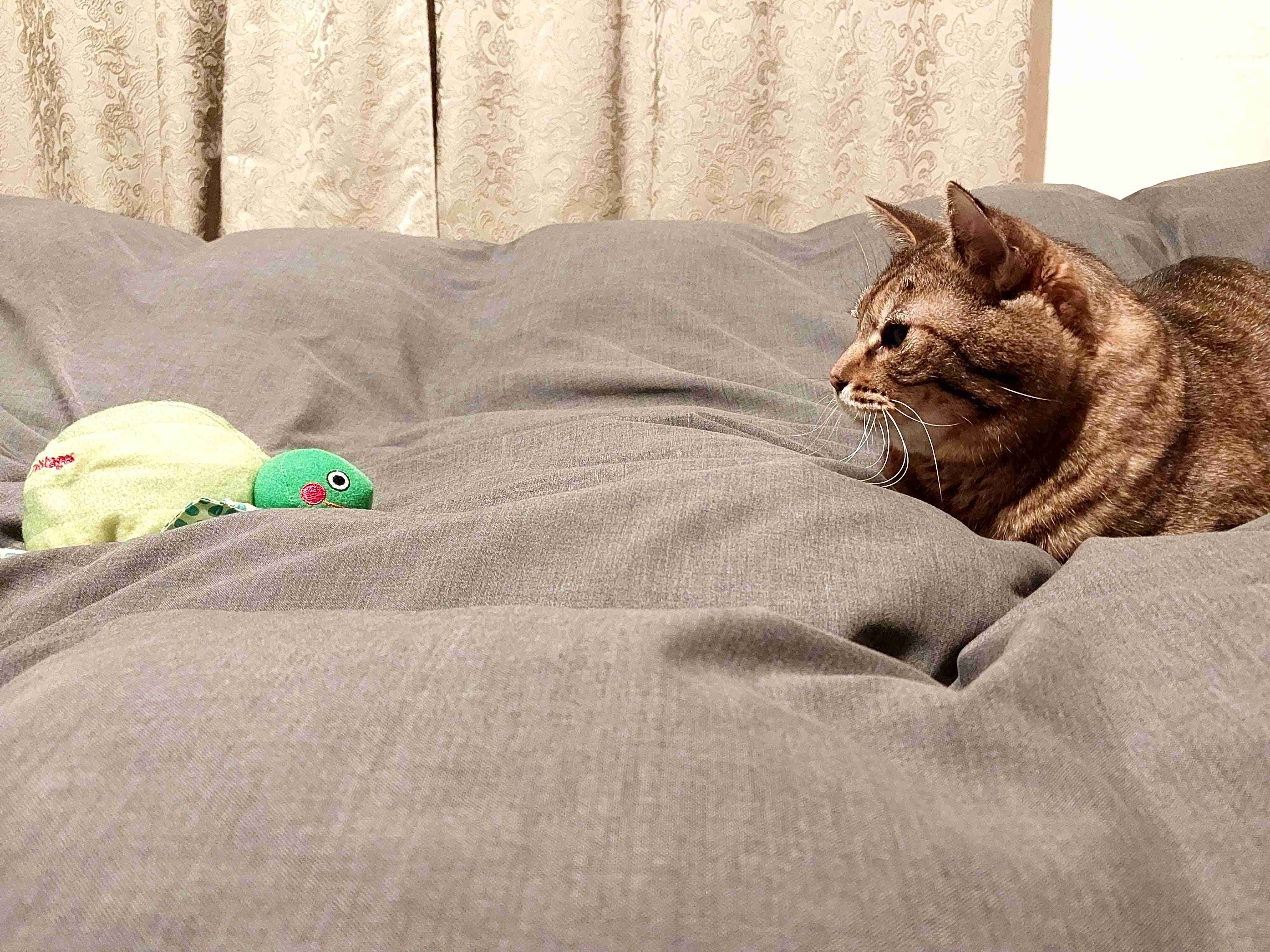 がるちゃん猫カフェ93号店開店しました♫(初めての方も大歓迎♫)