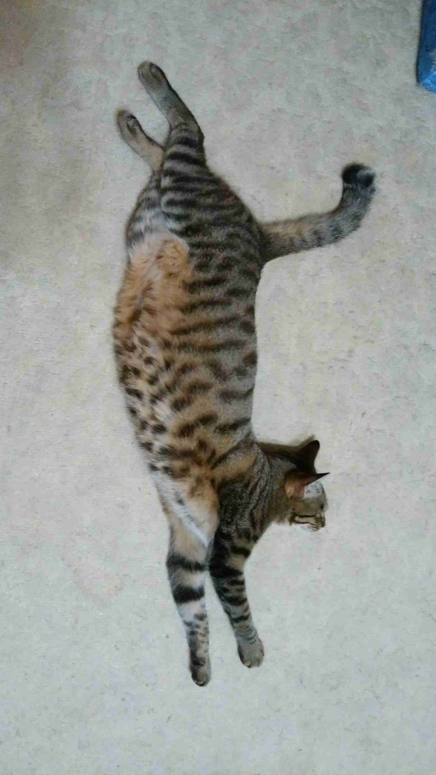 がるちゃん猫カフェ93号店開店しました♫(初めての方も大歓迎♫)