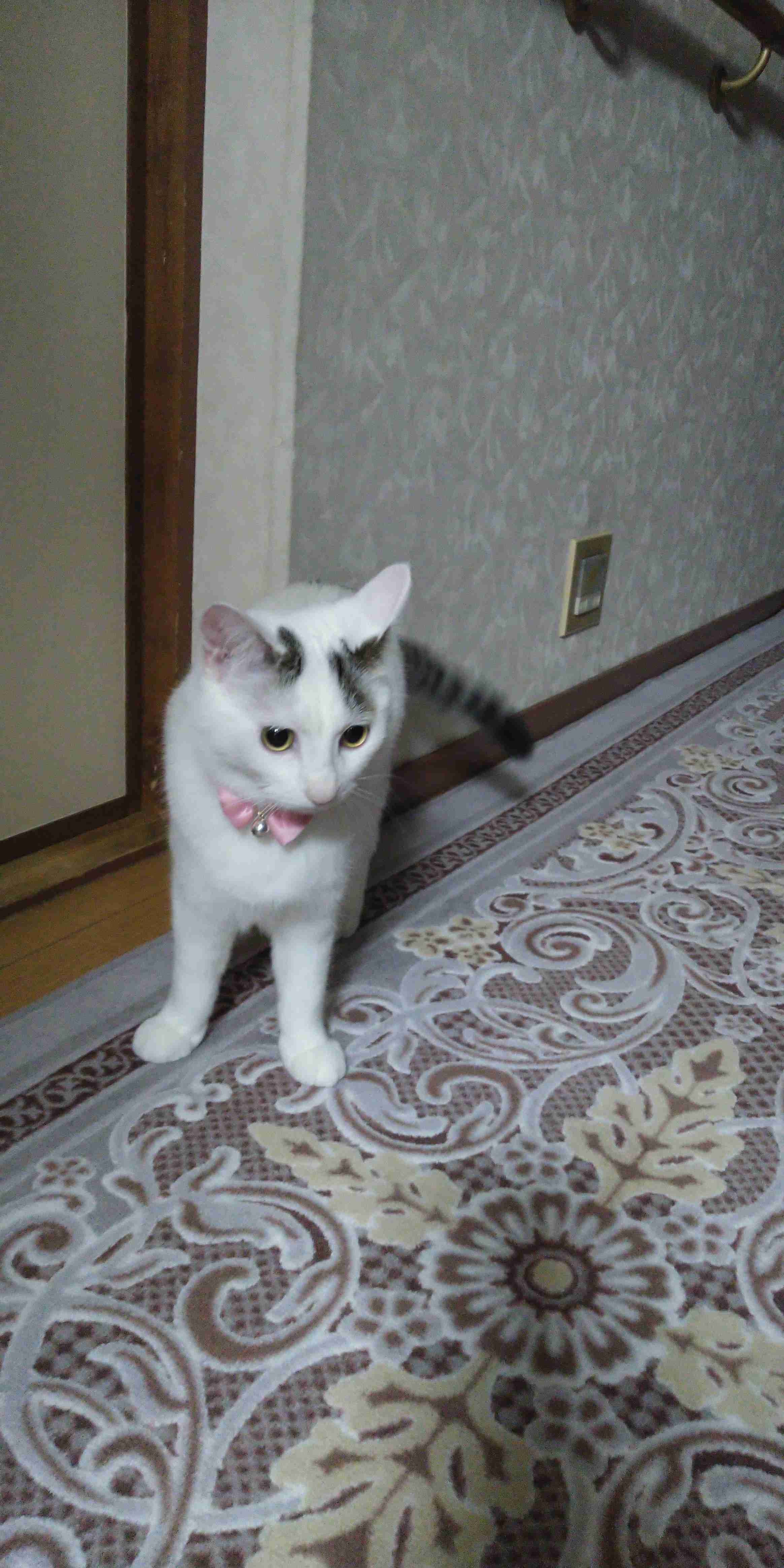 がるちゃん猫カフェ93号店開店しました♫(初めての方も大歓迎♫)