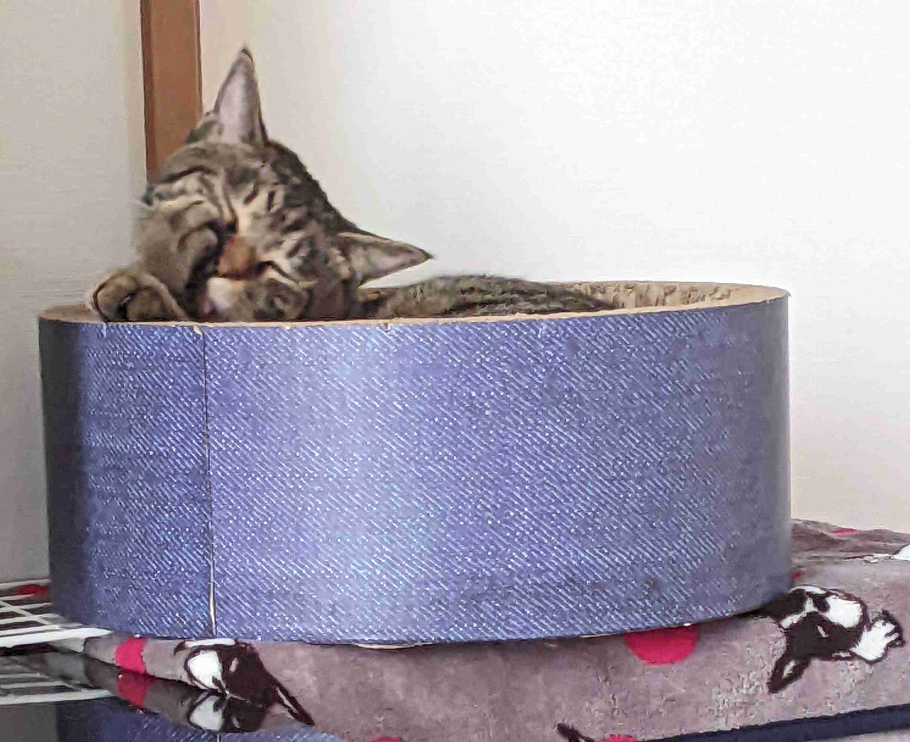 がるちゃん猫カフェ93号店開店しました♫(初めての方も大歓迎♫)