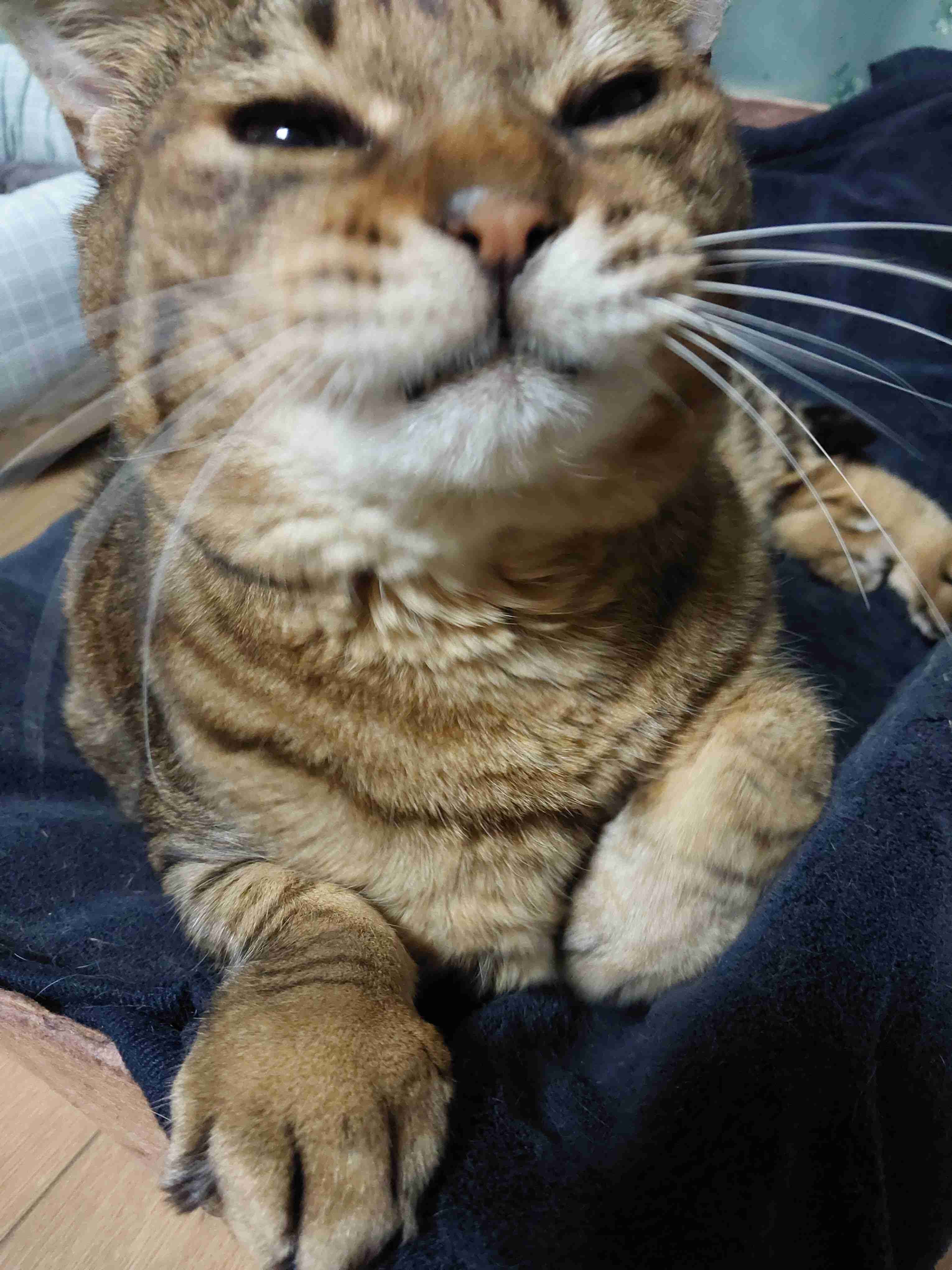 がるちゃん猫カフェ93号店開店しました♫(初めての方も大歓迎♫)