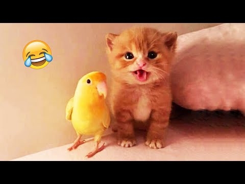 がるちゃん猫カフェ93号店開店しました♫(初めての方も大歓迎♫)