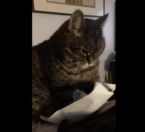 がるちゃん猫カフェ93号店開店しました♫(初めての方も大歓迎♫)