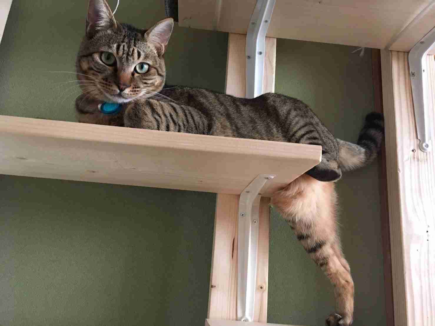 がるちゃん猫カフェ93号店開店しました♫(初めての方も大歓迎♫)