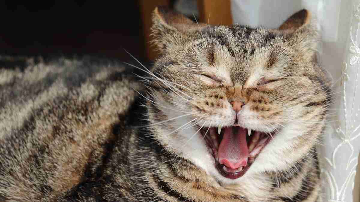 がるちゃん猫カフェ93号店開店しました♫(初めての方も大歓迎♫)