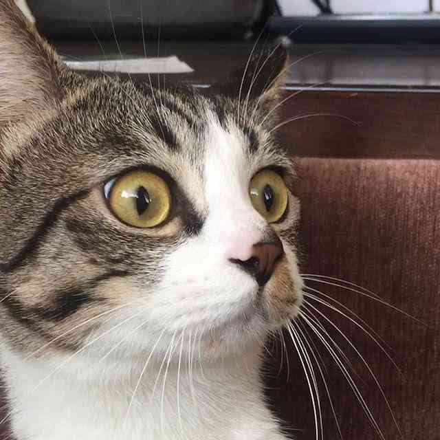 がるちゃん猫カフェ93号店開店しました♫(初めての方も大歓迎♫)