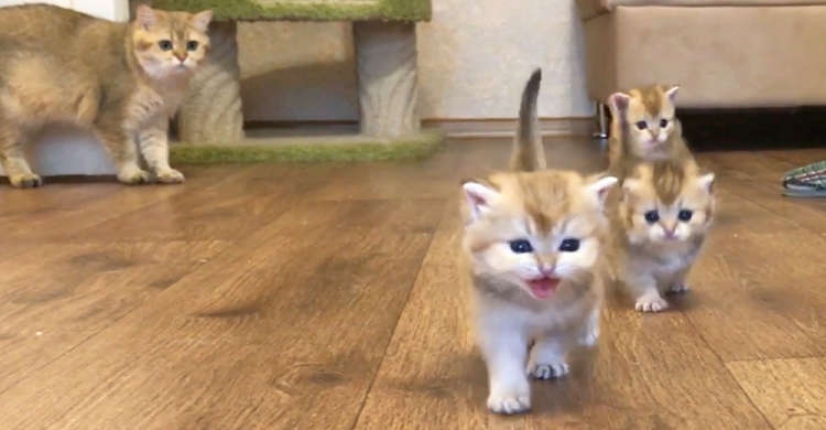 がるちゃん猫カフェ93号店開店しました♫(初めての方も大歓迎♫)