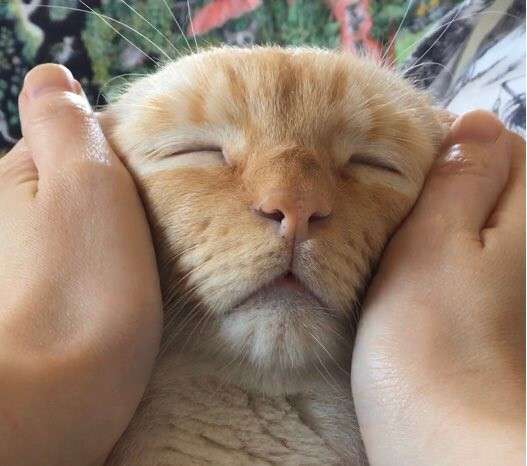 がるちゃん猫カフェ93号店開店しました♫(初めての方も大歓迎♫)