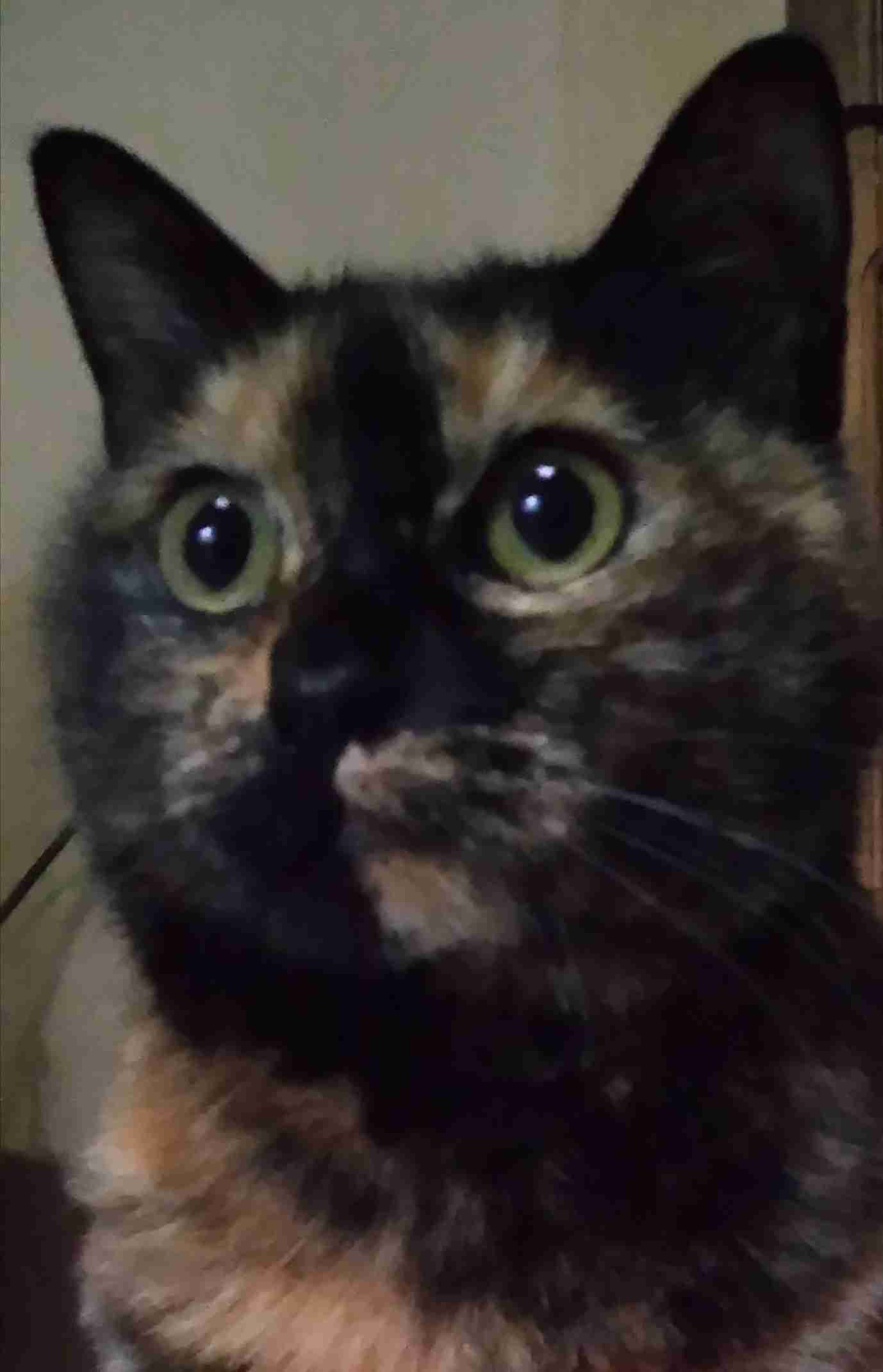 がるちゃん猫カフェ93号店開店しました♫(初めての方も大歓迎♫)