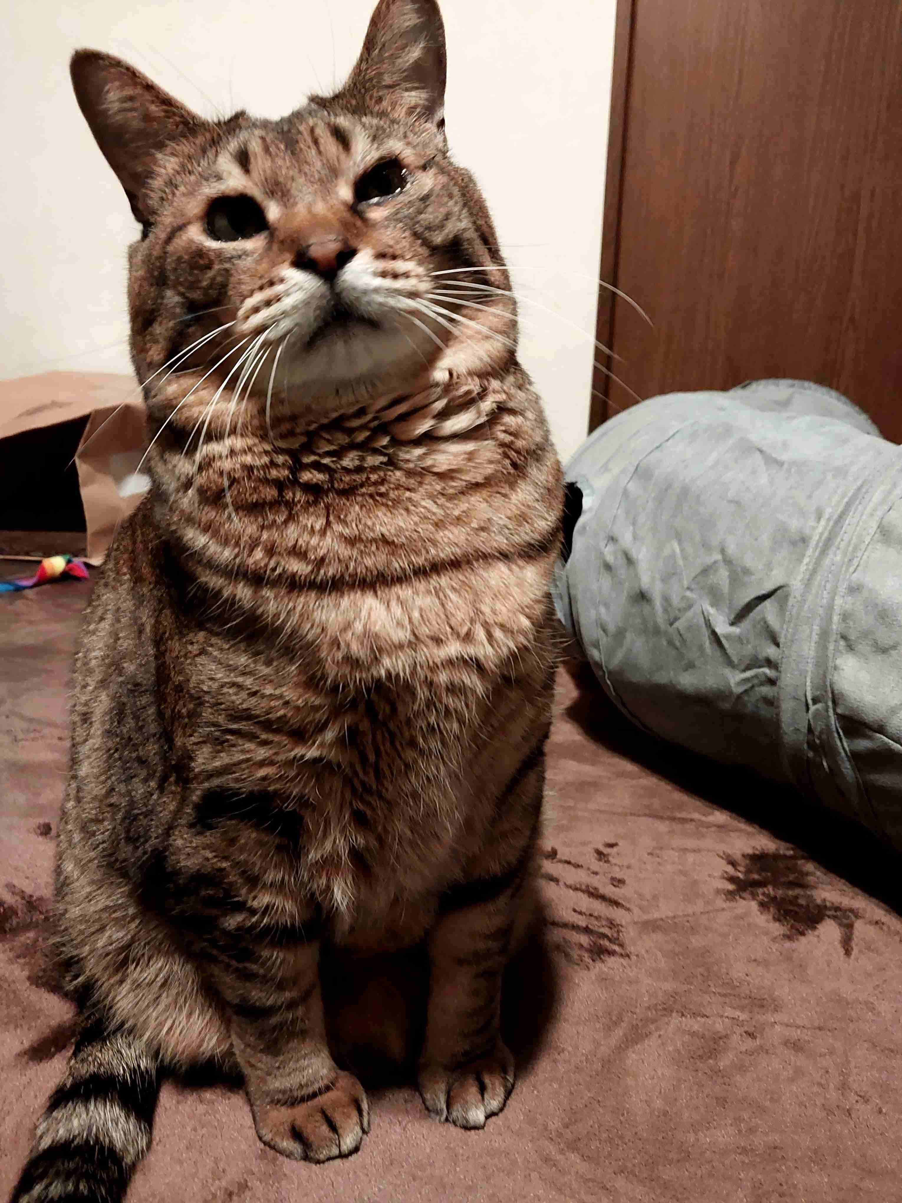 がるちゃん猫カフェ93号店開店しました♫(初めての方も大歓迎♫)