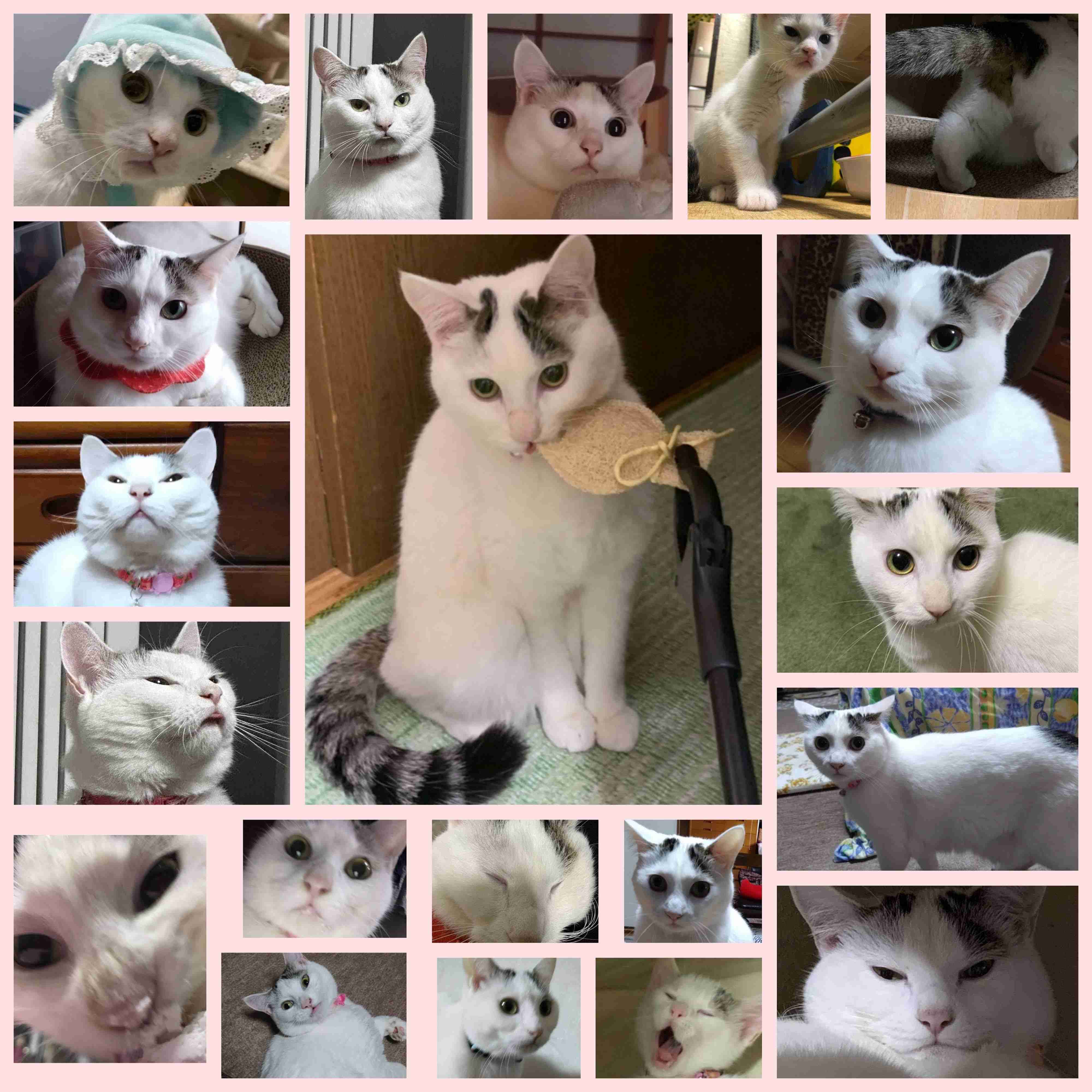 がるちゃん猫カフェ93号店開店しました♫(初めての方も大歓迎♫)