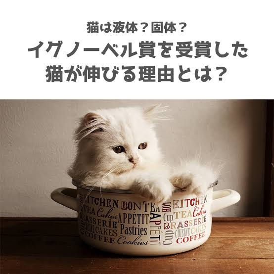 がるちゃん猫カフェ93号店開店しました♫(初めての方も大歓迎♫)