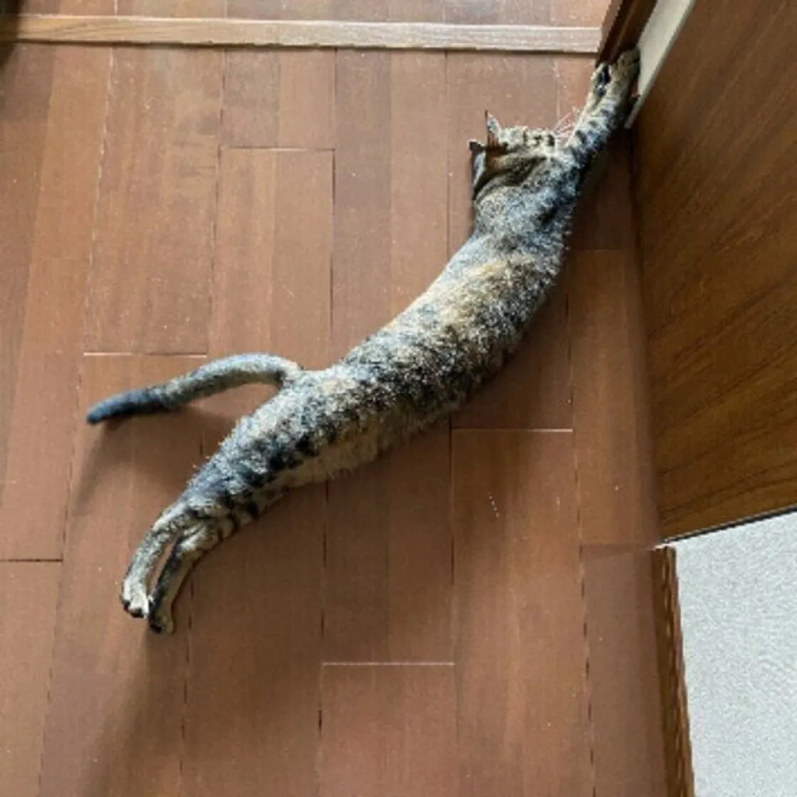 がるちゃん猫カフェ93号店開店しました♫(初めての方も大歓迎♫)