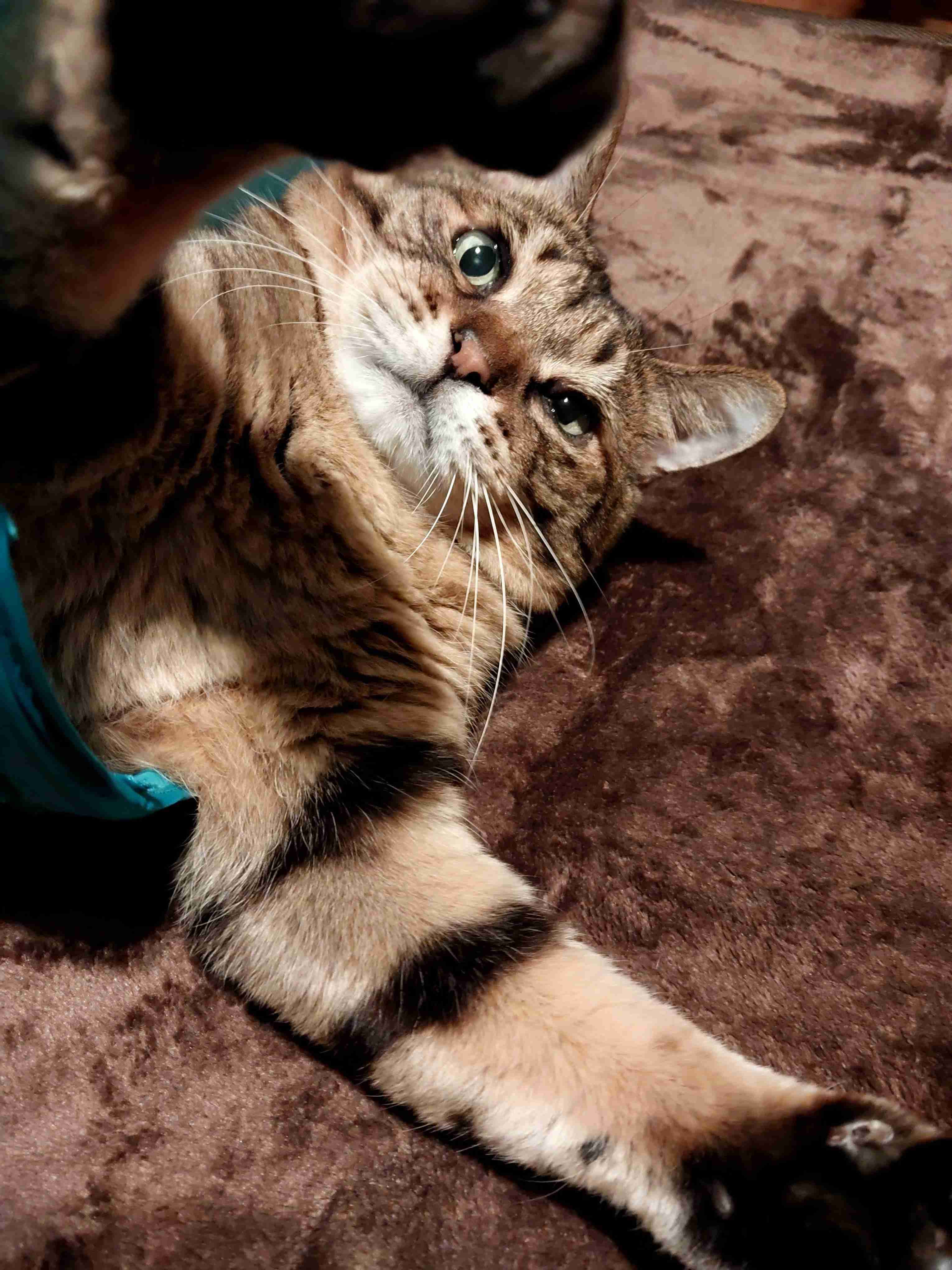 がるちゃん猫カフェ93号店開店しました♫(初めての方も大歓迎♫)