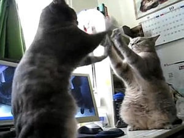 がるちゃん猫カフェ93号店開店しました♫(初めての方も大歓迎♫)