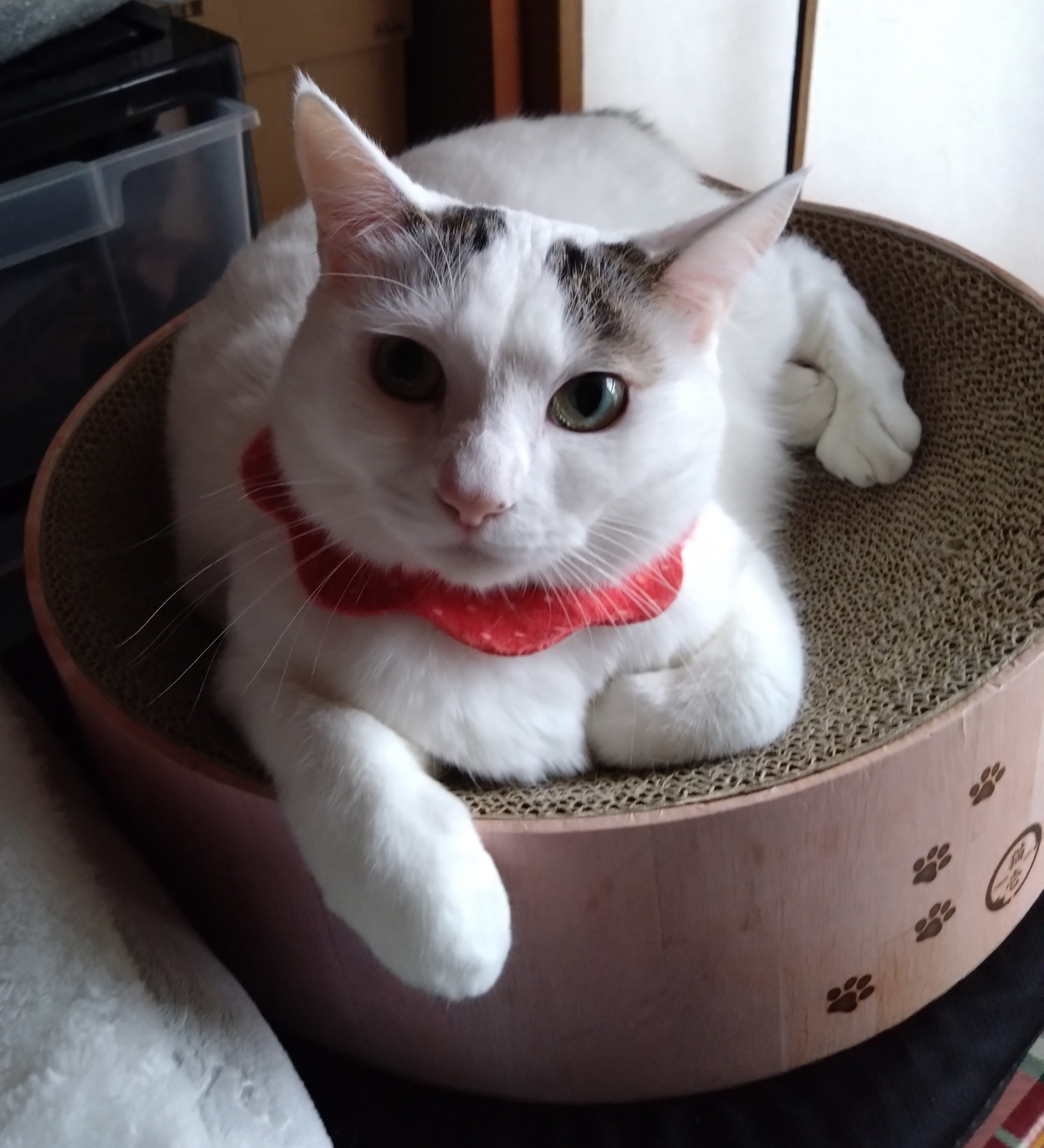 がるちゃん猫カフェ93号店開店しました♫(初めての方も大歓迎♫)