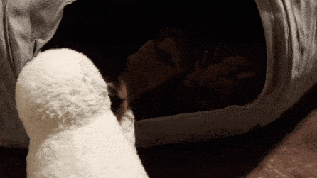 がるちゃん猫カフェ93号店開店しました♫(初めての方も大歓迎♫)