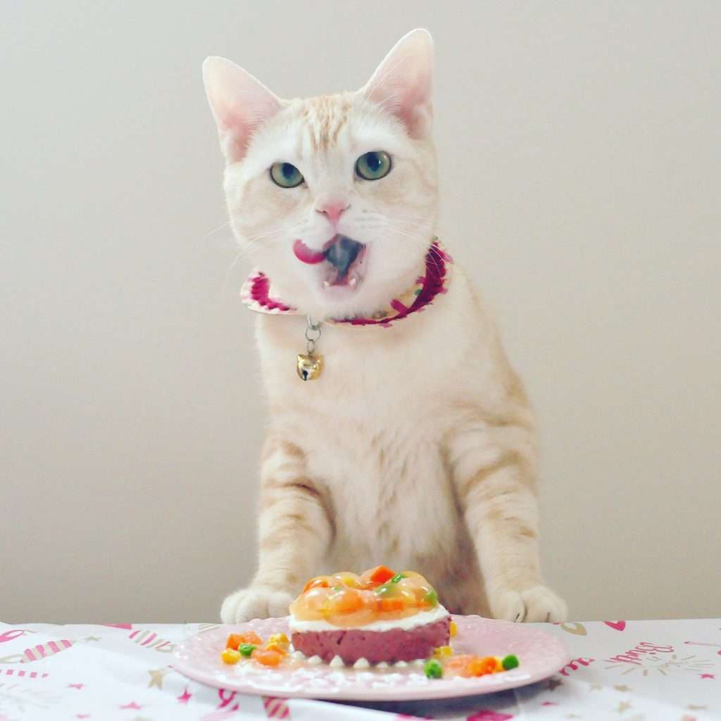 がるちゃん猫カフェ93号店開店しました♫(初めての方も大歓迎♫)