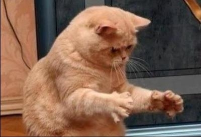 がるちゃん猫カフェ93号店開店しました♫(初めての方も大歓迎♫)