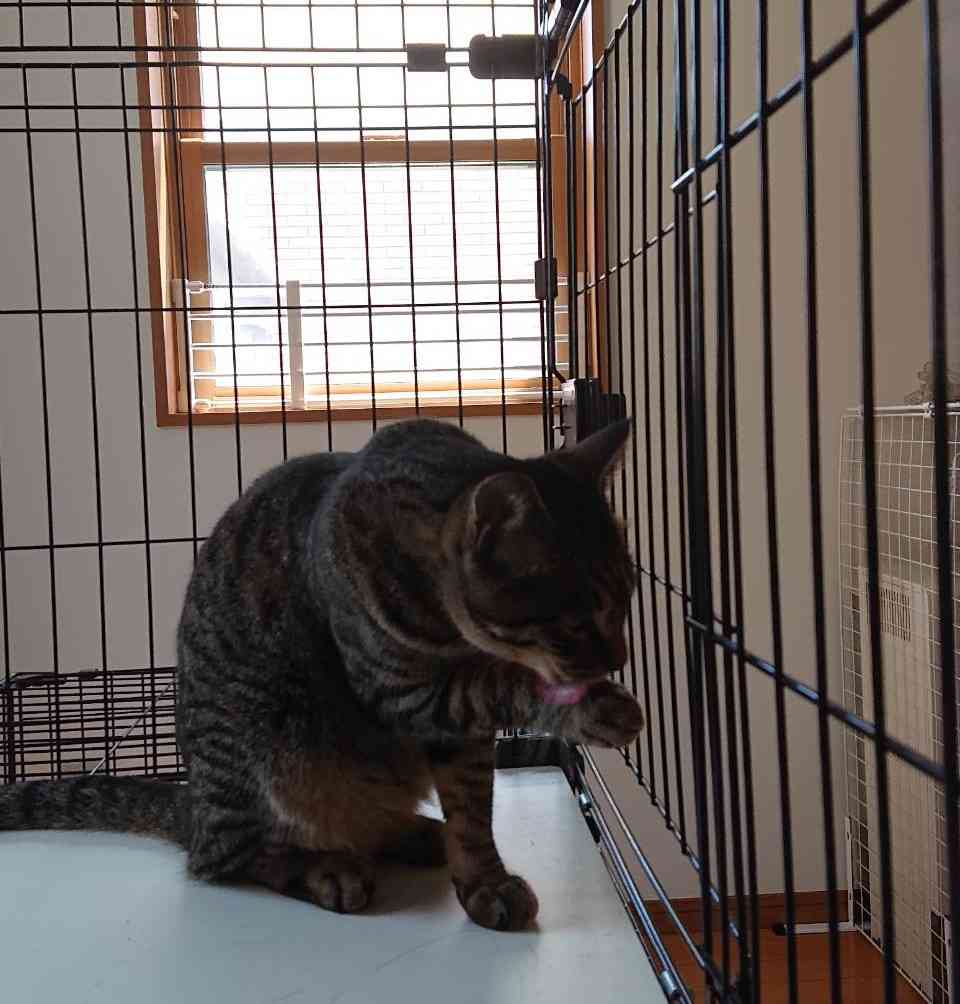 がるちゃん猫カフェ93号店開店しました♫(初めての方も大歓迎♫)