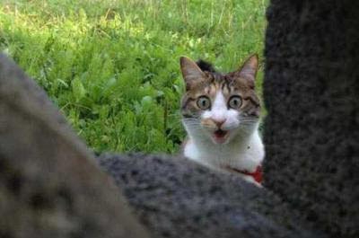 がるちゃん猫カフェ93号店開店しました♫(初めての方も大歓迎♫)