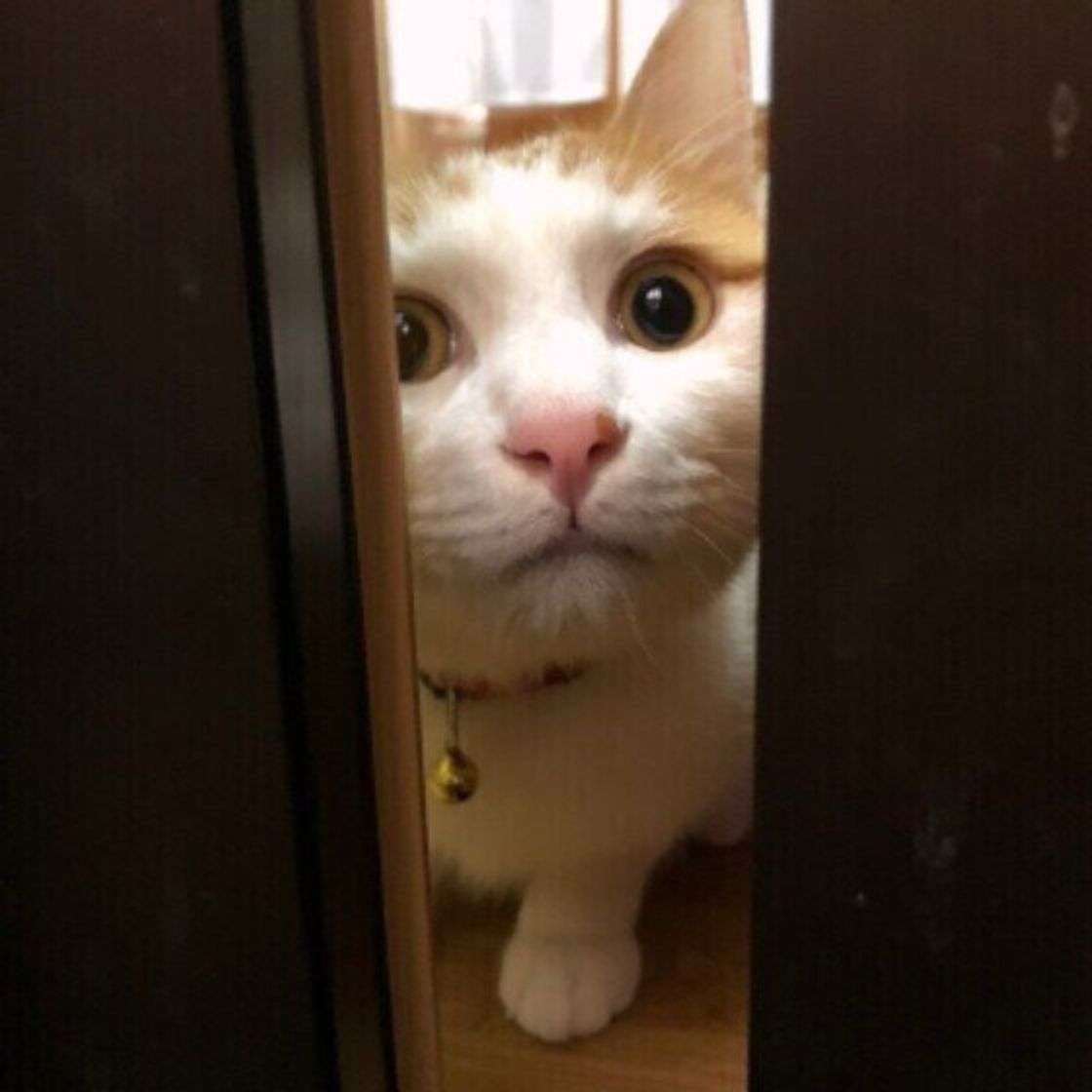 がるちゃん猫カフェ93号店開店しました♫(初めての方も大歓迎♫)