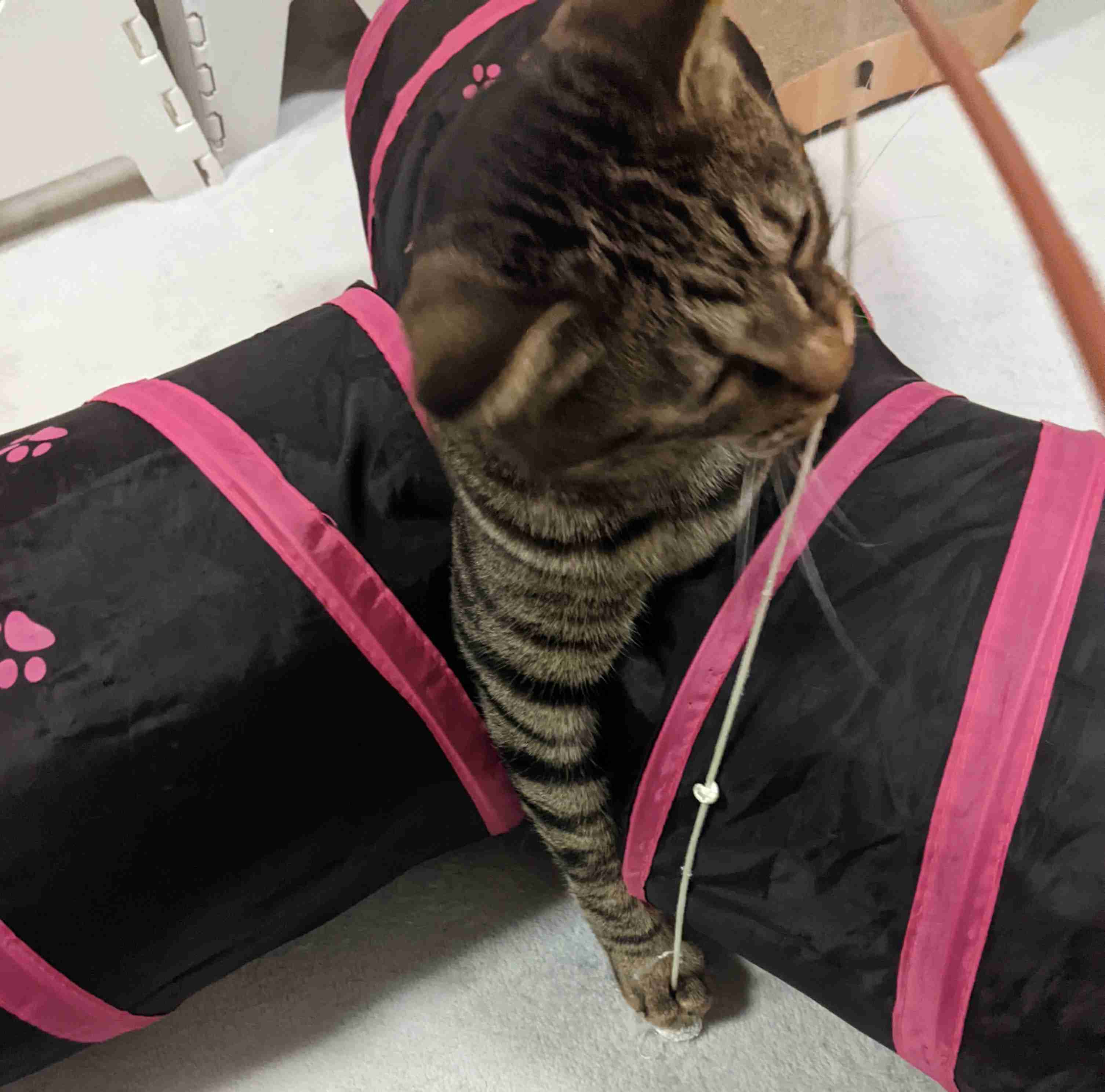 がるちゃん猫カフェ93号店開店しました♫(初めての方も大歓迎♫)