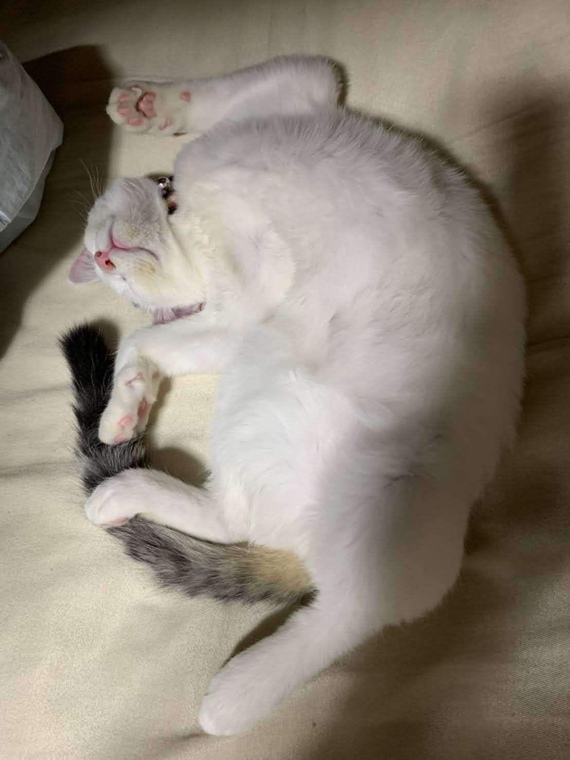 がるちゃん猫カフェ93号店開店しました♫(初めての方も大歓迎♫)