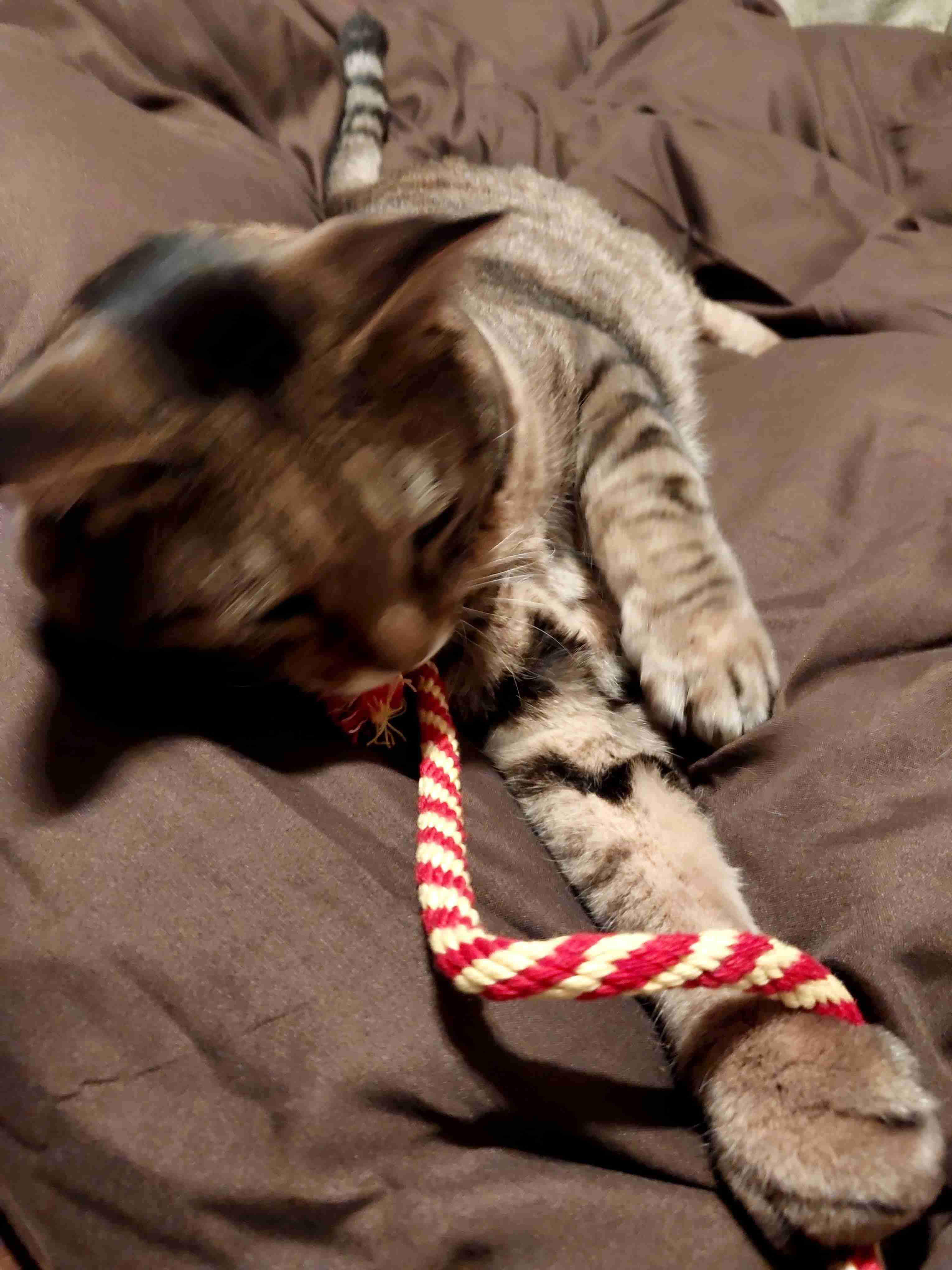 がるちゃん猫カフェ93号店開店しました♫(初めての方も大歓迎♫)